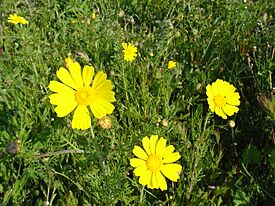 Chrysanthemum coronarium re.jpg