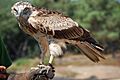 Circaetus gallicus 02