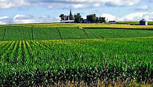 Archivo:Corn Fields, Iowa Farm 7-13 (15277889101)