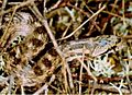 Coronella girondica