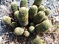 Coryphantha glassii (5742180867)