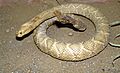 Crotalus durissus terrificus (mounted)