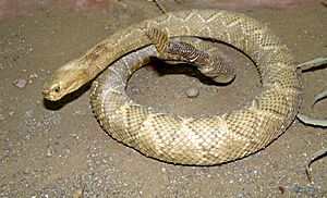 Archivo:Crotalus durissus terrificus (mounted)