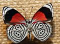 Diaethria neglecta 1zz