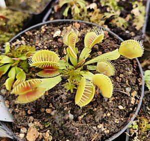 Archivo:Dionaea muscipula ´Phoenix´