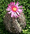 Echinocactus horizontalonius