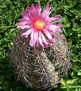 Echinocactus horizontalonius.jpg