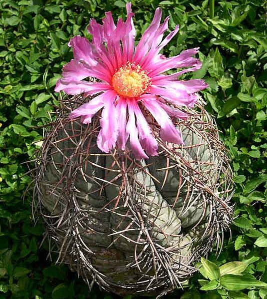 Echinocactus horizontalonius
