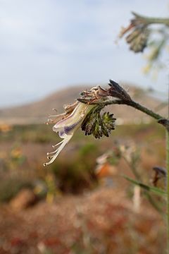 Archivo:Echium triste ssp nivariense kz2