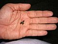 Eleutherodactylus iberia