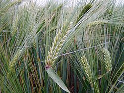 Escourgeon-Hordeum vulgare subsp. vulgare.jpg