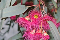 Archivo:Eucalyptus sideroxylon flowers