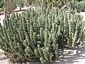 Euphorbia sp. (Costa i Llobera)