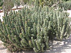 Euphorbia sp. (Costa i Llobera)