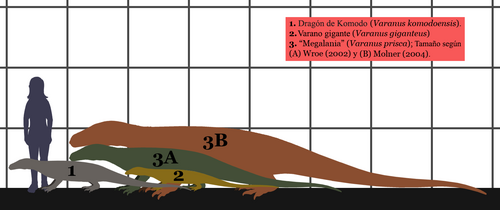 Archivo:Extant Monitor lizards-Megalania SIZE es