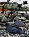 Fish Crow From The Crossley ID Guide Eastern Birds