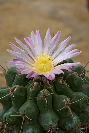 Archivo:Fleur de Thelocactus hexaedrophorus