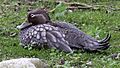 Flying Steamer Duck (Tachyeres patachonicus) (5)