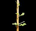 Fockea edulis 07 ies