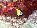 Forcipiger longirostris 2