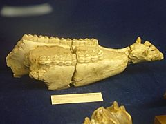 Fossils - Museu Geològic del Seminari de Barcelona 03