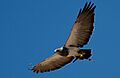 Geranoaetus melanoleucus -Palmitos Park, Gran Canaria, Canary Islands, Spain -flying-8