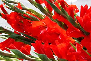 Archivo:Gladiolus in red