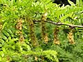 Gleditsia triacanthos in Donetsk 2