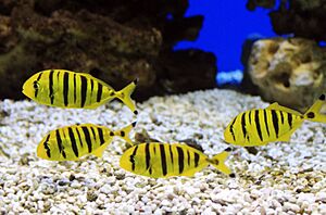 Archivo:Gnathanodon speciosus Prague 2011 2