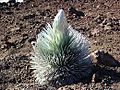 Haleakala Silversword