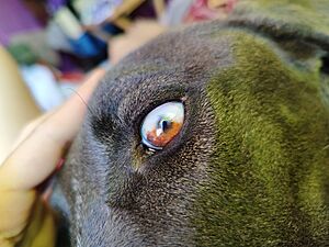 Archivo:Heterocromía parcial perro