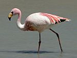 Archivo:James Flamingo