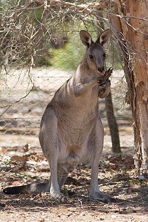 Archivo:Kangaroo licking itself to cool