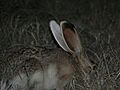 Lepus callotis side