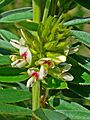 Lespedeza capitata 002