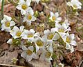 Linanthus demissus 5