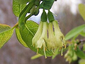 Archivo:Lonicera coerulea 1