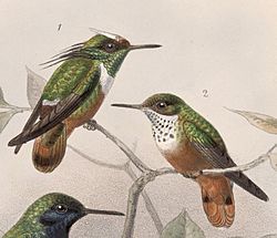 Lophornis adorabilis 1902.jpg