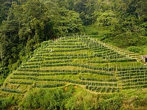 Archivo:Malaysia-tea plantation