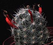 Archivo:Mammillaria booli