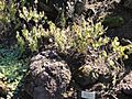 Micromeria pineolens - Botanischer Garten, Frankfurt am Main - DSC02369
