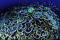 Montipora aequituberculata