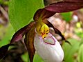 Mountain Lady's Slipper 2 (Cypripedium montanum)