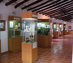 Archivo:Museo Comarcal Velezano Miguel Guirao 013