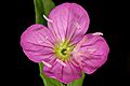 Oenothera rosea 1DS-II 1-1216