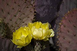 Opuntia santa-rita.jpg