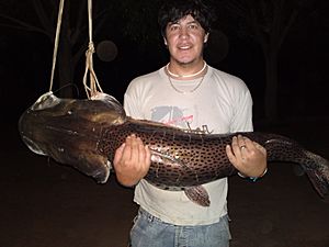 Archivo:Pesca de surubí en el Río Bermejo, provincia de Salta (Argentina)
