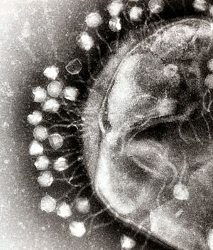 Archivo:Phage