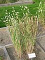 Phalaris canariensis - Oslo botanical garden - IMG 8883