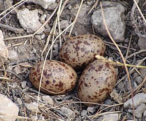 Archivo:Pin-tailed Sandgrouse nest with eggs